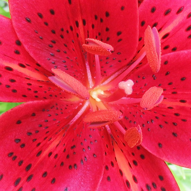 2016_0704Lily2
